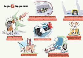 Instrucciones de la DGT sobre cómo llevar a las mascotas en el coche