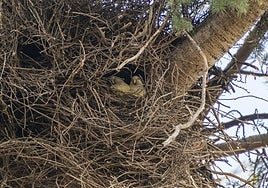 Dos de las cotorras argentinas en su nido del Parque de la Legión de Badajoz.