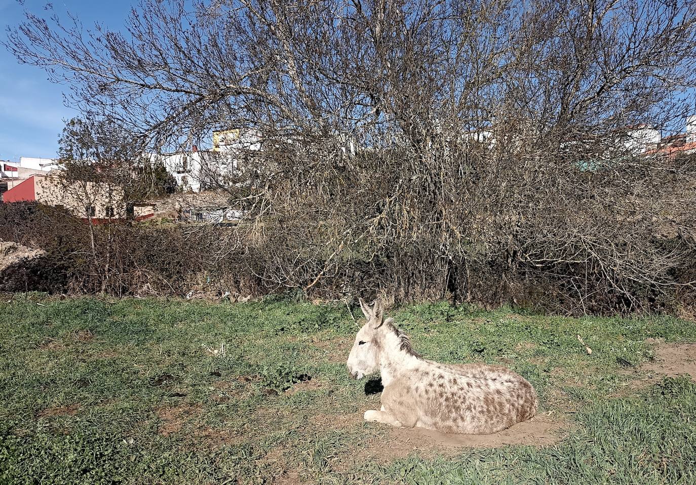 Burro a la salida de Garciaz, camino de Berzocana.