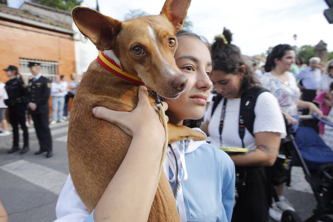 Las mejores imágenes de la bajada de la patrona de Cáceres