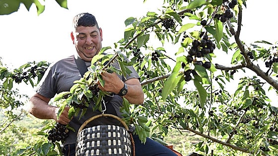 Oficina temporal en el Valle del Jerte para facilitar la mano de obra para la cereza