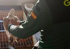 Roban quince palomas en un corral de Albalá valoradas en 7.000 euros