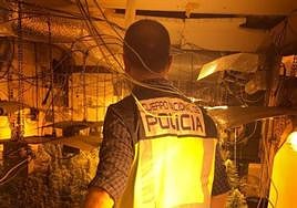 Marihuana hallada por la Policía.