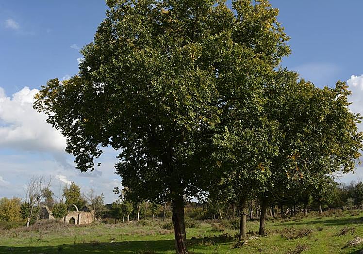 Entorno de la ermita de San Miguel de los Fresnos