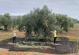 Pareja de agricultores trabajando en la campaña de la aceituna.