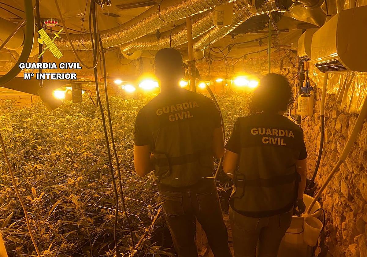 Detenido con 286 plantas en un inmueble de Torre de Don Miguel