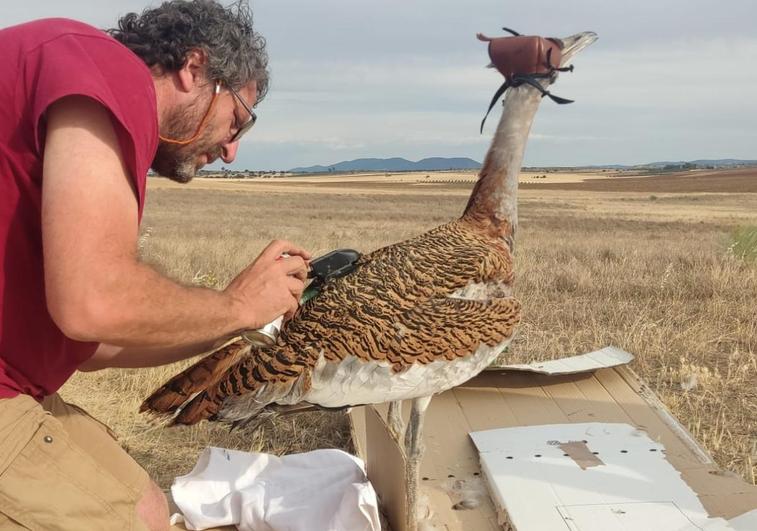 Colocación de un dispositivo GPS en el plumaje de Tierra, antes de su liberación.