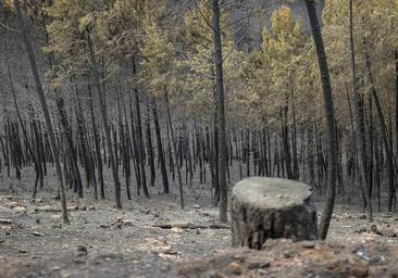 Controlado el fuego en Las Hurdes y Sierra de Gata tras arrasar 12.000 hectáreas