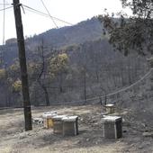 La Junta dice que ha puesto todos los medios disponibles para frenar el incendio