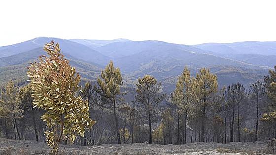El incendio en Las Hurdes y Sierra de Gata se mantiene estabilizado y en nivel 1