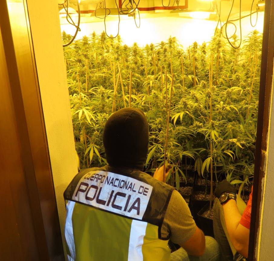 Imagen de la plantación de marihuana.