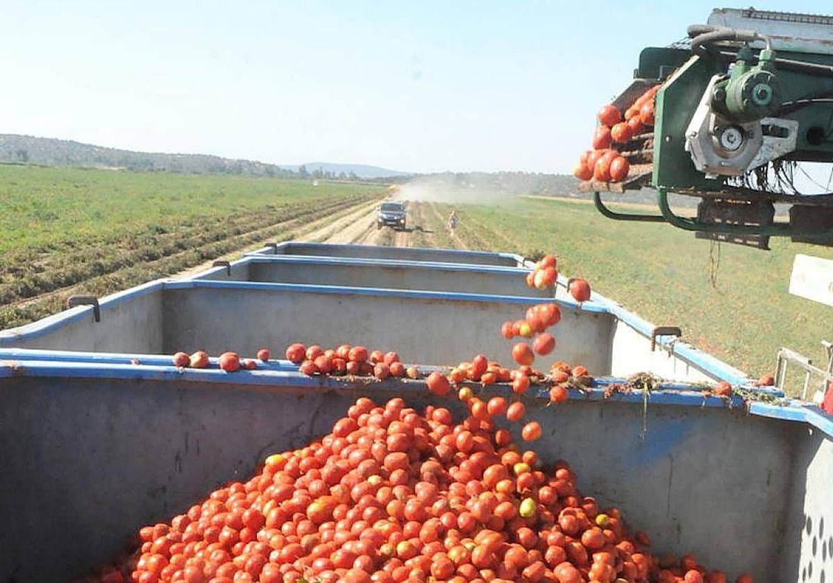 Cosechadora de tomate en una parcela de las Vegas del Guadiana.