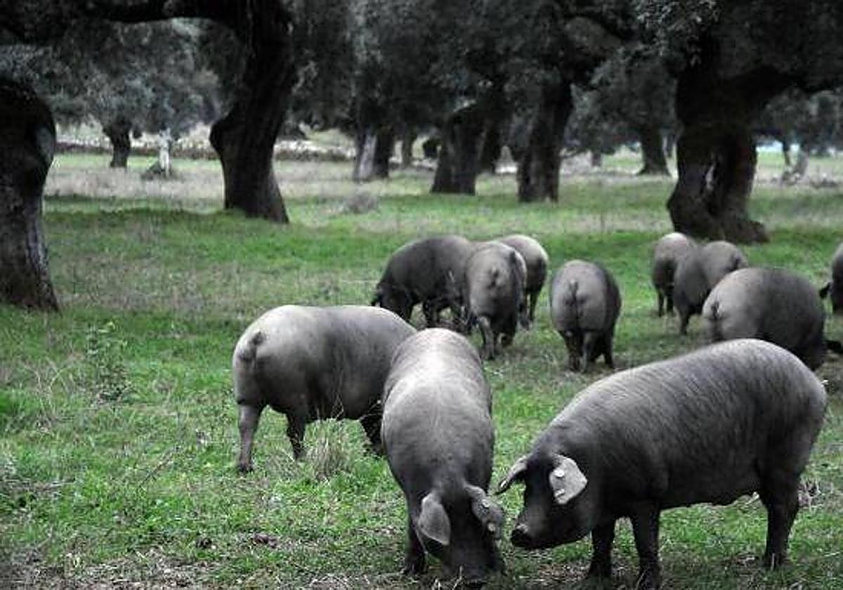 Cerdos ibéricos puros comen bellota en una finca de Salvatierra de los Barros, en la Sierra Suroeste.
