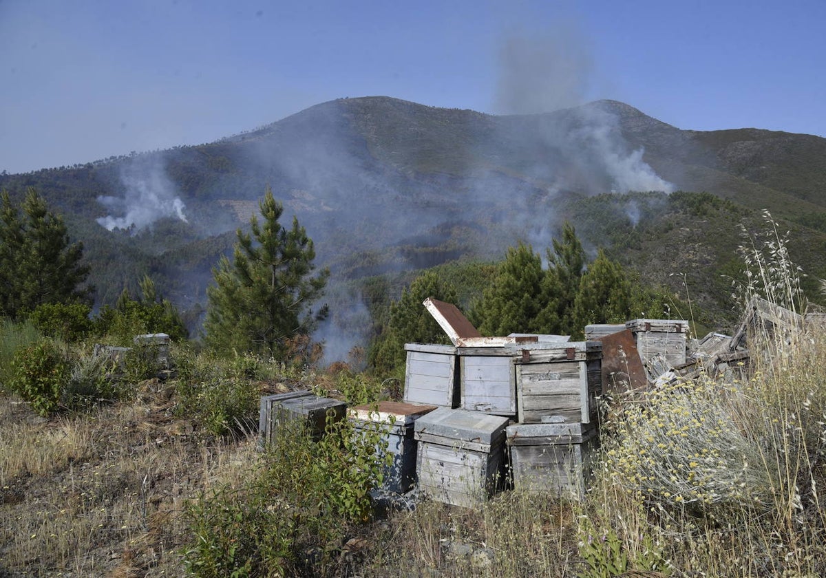 Unas colmenas apiñadas y, al fondo, uno de los focos del incendio de Las Hurdes.