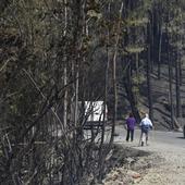 La madera quemada: cortarla pronto y a subasta