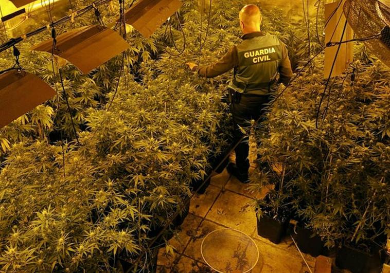 La Guardia Civil desmantela dos invernaderos de cultivo de marihuana en Torremayor.