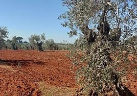 Olivar tradicional en la comarca de Tierra de Barros.