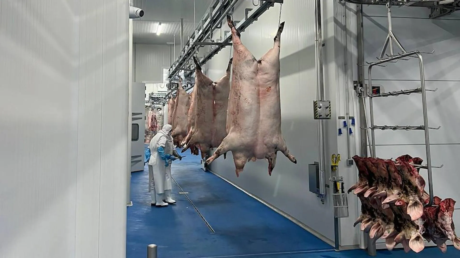 El matadero de ibérico de Zafra alcanzará en verano los mil sacrificios al  día | Hoy