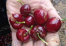 Destrozos que han causado las lluvias en las cerezas del Jerte.
