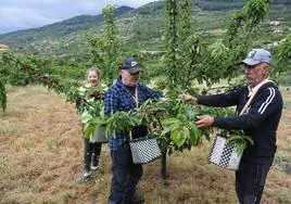 Tres personas recogen cerezas en una parcela situada en el término de Navaconcejo.