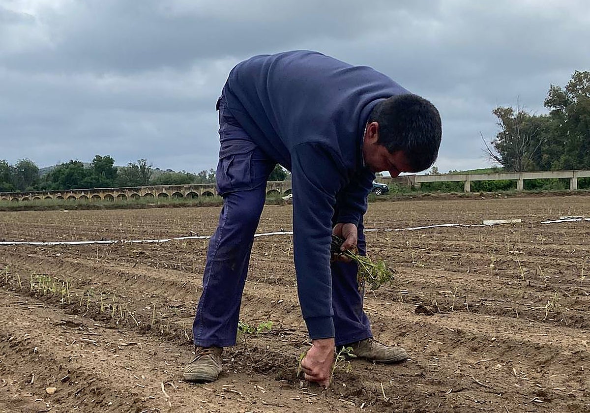 Paco Plaza replanta tomate en una parcela cerca de Villanueva de la Serena la pasada semana.