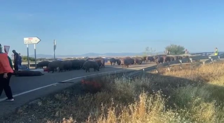 Aparatoso accidente de un camión cargado de cerdos en Fuente de Cantos