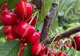 Los destrozos que han causado las lluvias en las cerezas del norte de Cáceres.