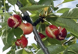 La cereza se hincha con el agua y se termina rajando.