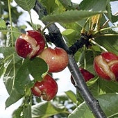Por qué la lluvia daña la cereza