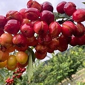 Por qué no se contratan seguros agrarios en el Valle del Jerte