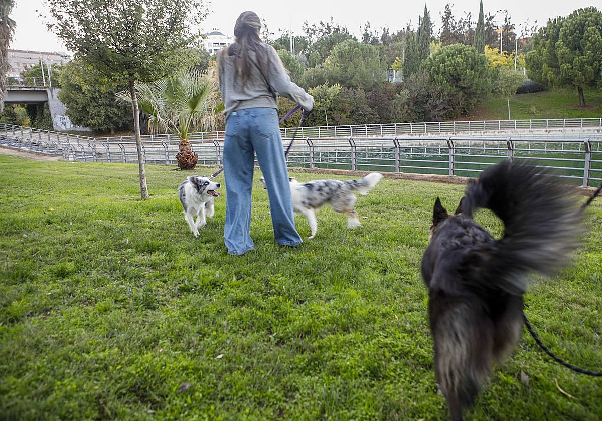 La ciudad y los perros