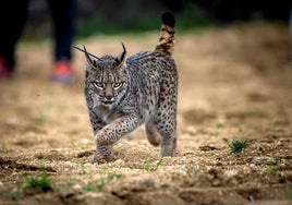 Un lince ibérico.