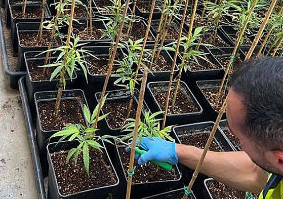 Plantas de marihuana halladas en una nave de Mérida.