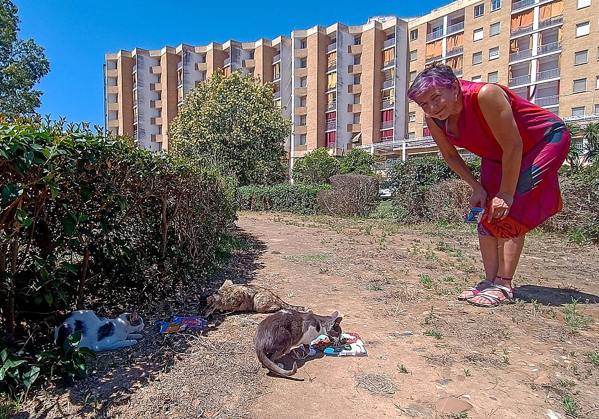 Mari Luz Alonso cuidando la colonia de gatos junto a La Granadilla.