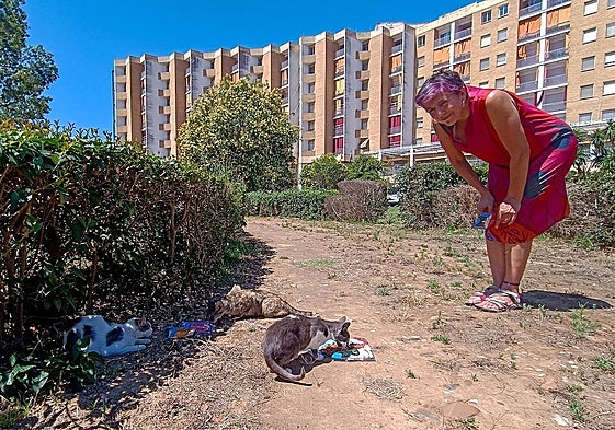 Mari Luz Alonso cuidando la colonia de gatos junto a La Granadilla.