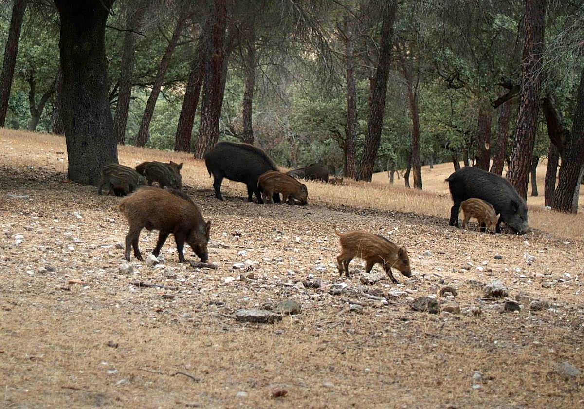 Cada vez es más frecuente ver jabalíes en las ciudades.