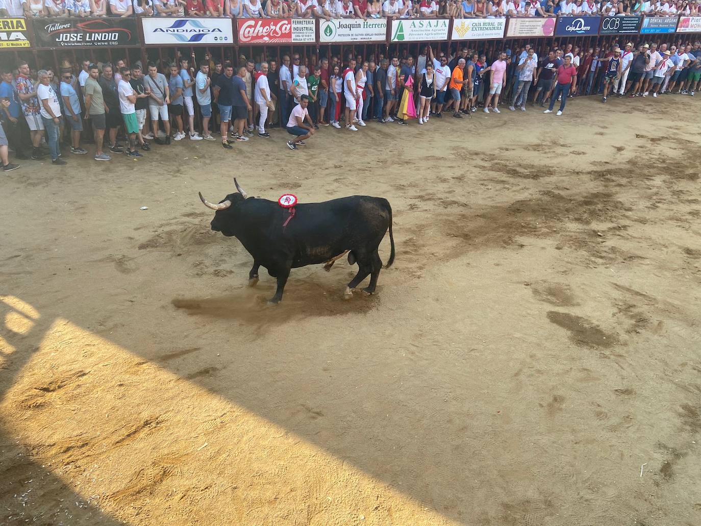 El último encierro de los Sanjuanes de Coria, en imágenes