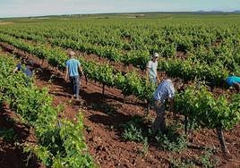 Extremadura podrá destilar casi 70.000 litros de vino afectados por la crisis del mercado