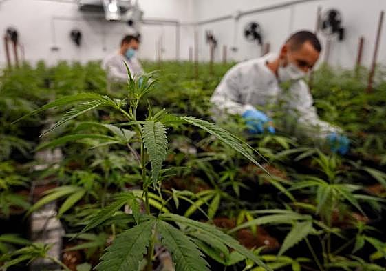 Plantas de cáñamo en las instalaciones de Ctaex en Badajoz.