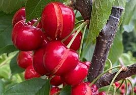 Cerezas dañadas por las pasadas lluvias en el norte de Cáceres.