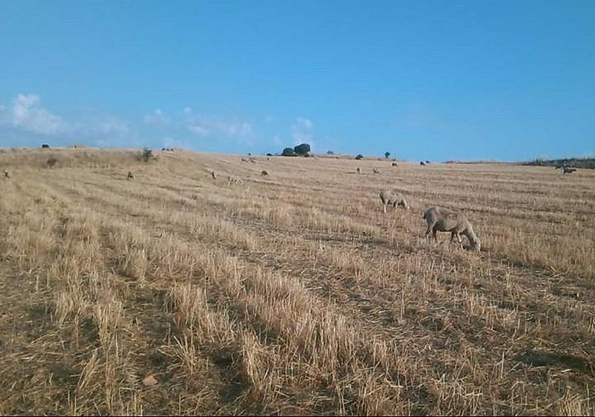 En cuanto a los beneficiarios, 33.352 agricultores han demandado este sistema de ayudas.