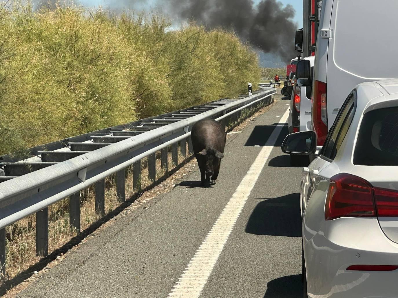 Imagen de uno de los cerdos por la calzada.