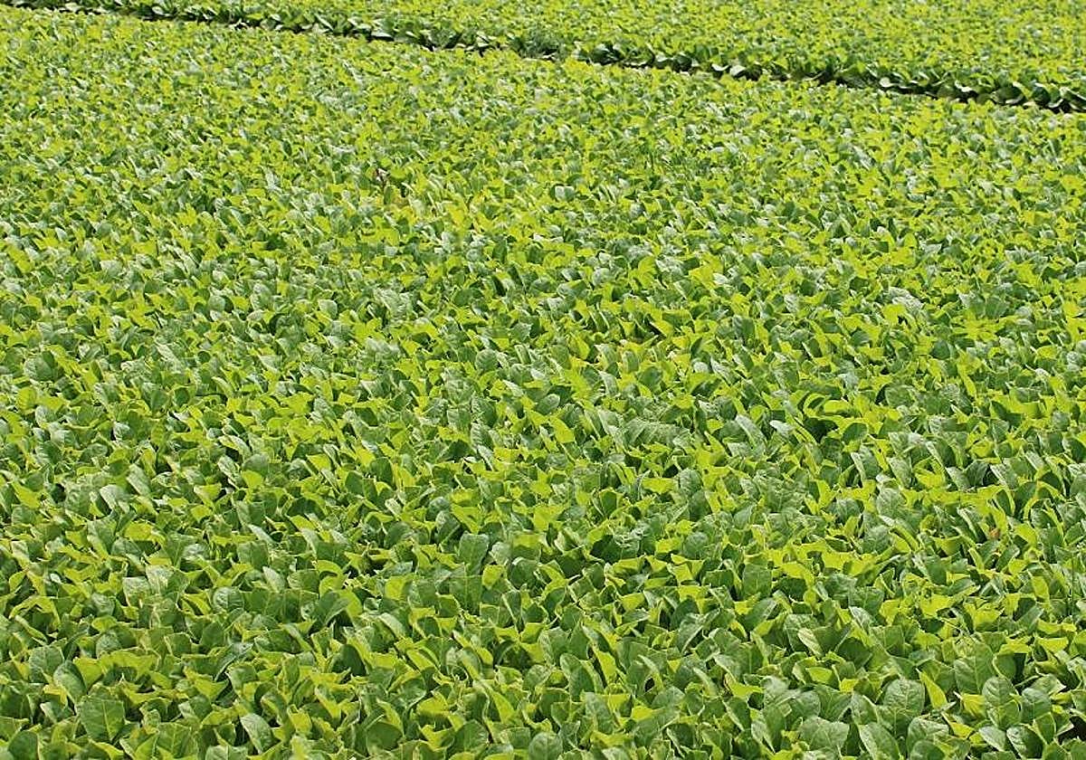 La notificación de resoluciones de pago de prórroga es del séptimo año de compromiso.