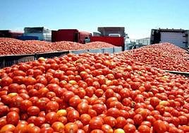 Imagen de archivo de la campaña de transporte de tomate.