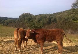 Ganado bovino en una finca de Monesterio.