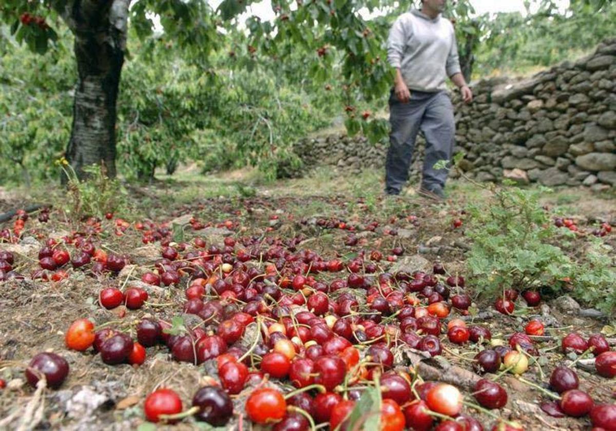 Cerezas afectadas por la lluvia en el Jerte.