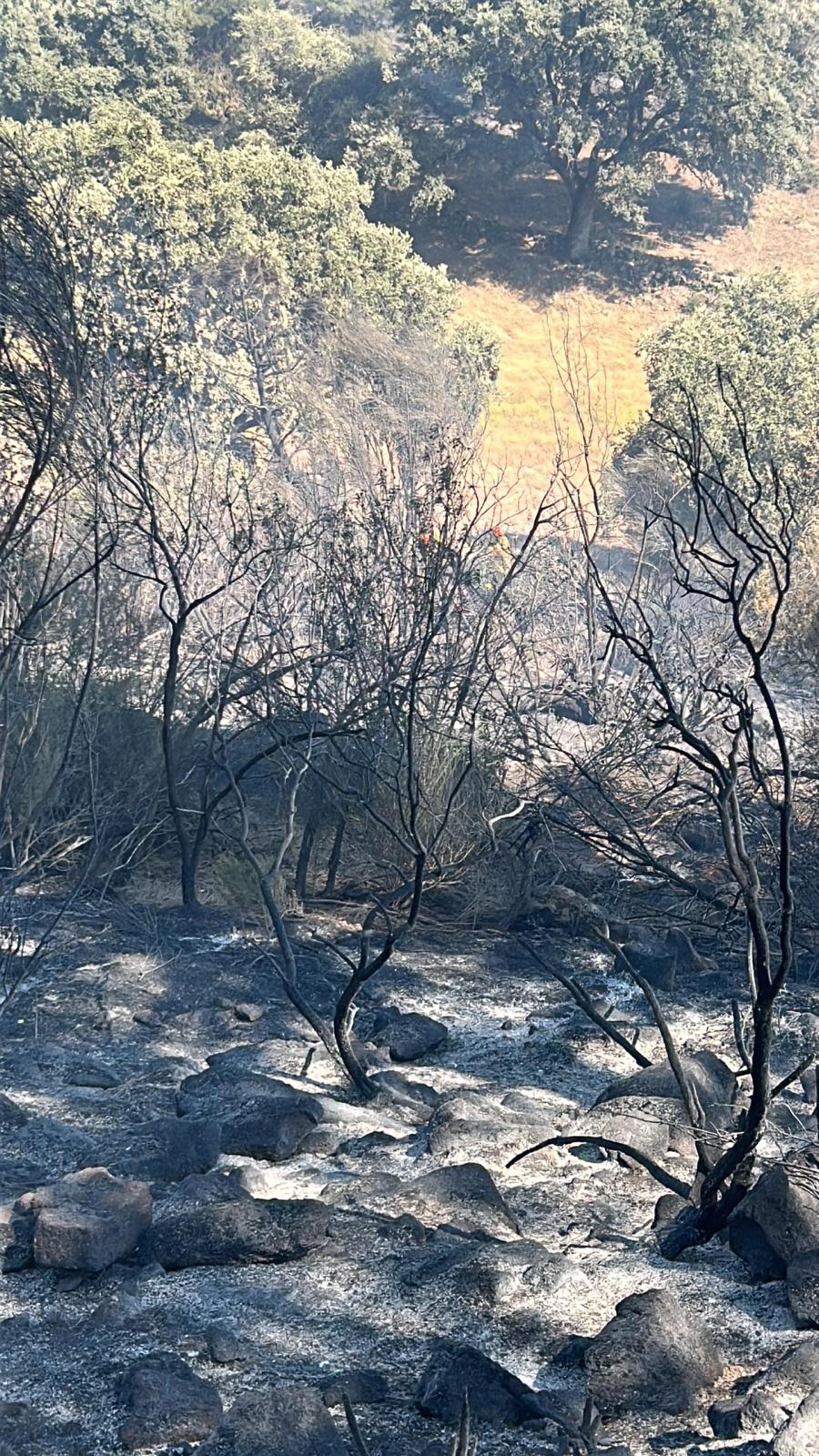 Imágenes del incendio en Valverde de la Vera