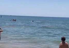 ¿Es normal que delfines y orcas lleguen a las playas de Huelva?
