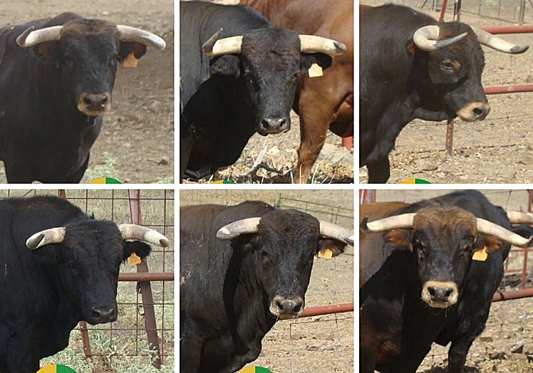 Novillos de Guadajira reseñados para Barcarrota