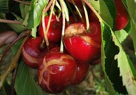 Daños ocasionados en las cerezas del Valle del Jerte.